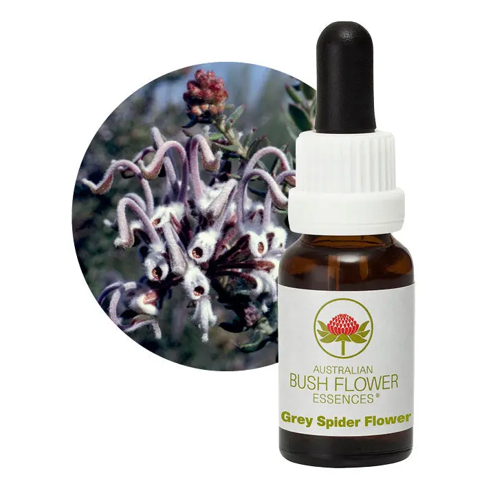 Australian Bush Grey Spider Flower Focus Remedy – 15Ml 1
