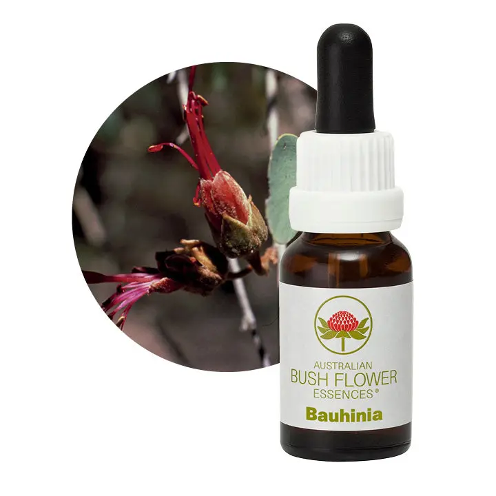 Bauhinia Bush Flower Essence – Australian Native Remedy, 15Ml 1